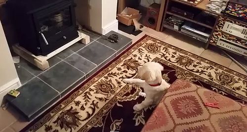 Bisley_the_puppy_see_his_reflection.jpg