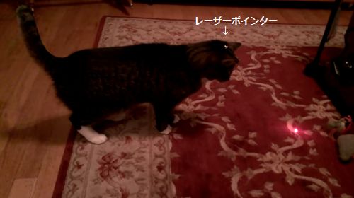 Cat_with_laser_pointer_on_head.jpg