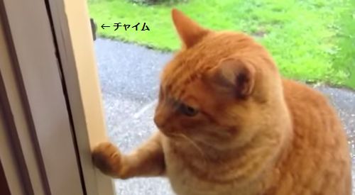 cat_rings_doorbell.jpg