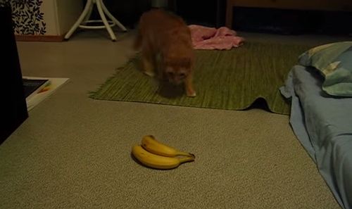 Vaappu_goes_bananas.jpg