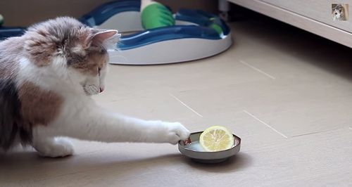 Lemon_Fighter.jpg