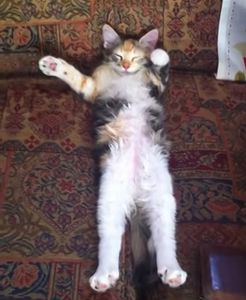 Kitten_slowly_waves_paws.jpg
