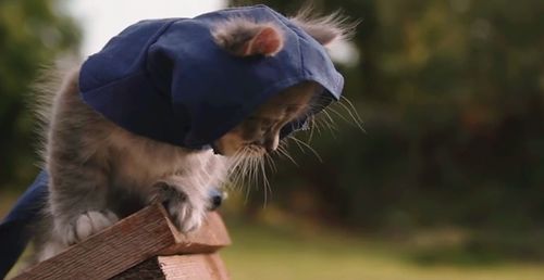 Assassins_Kittens_Unity.jpg