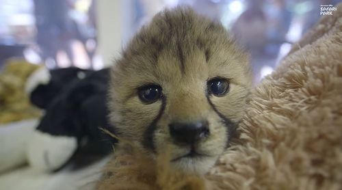 Cheetah_Cub_Sisters.jpg