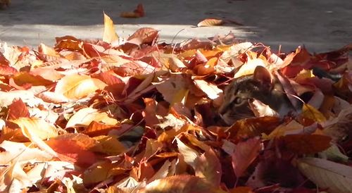 Cat_in_leaves.jpg