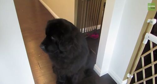 Little_girl_plays_hide_and_seek_with_giant_dog.jpg