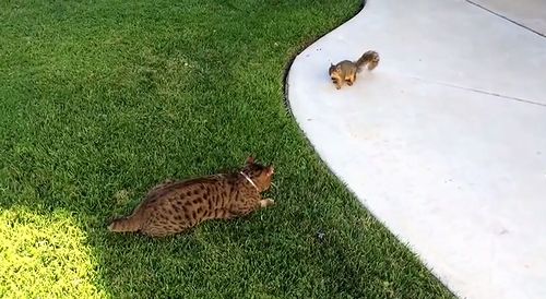 Squirrel_Chases_Cat.jpg