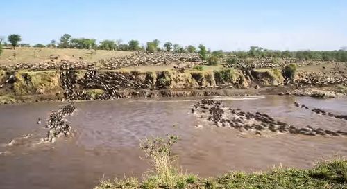 Wildebeest_Migration_Time-lapse.jpg