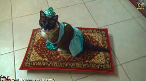 Cat_Riding_Magic_Flying_Carpet.jpg