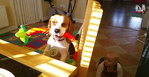 Dog_wants_to_trade_toy_for_breakfast.jpg