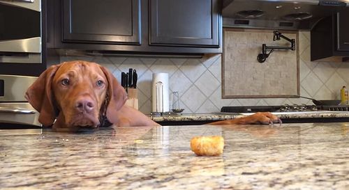 Argus_vs_Tater_Tot.jpg