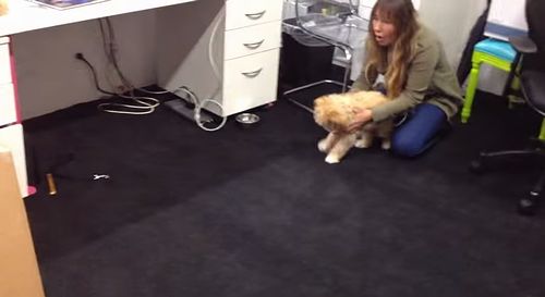 The_Incredible_Dog_Shrinking_Machine.jpg