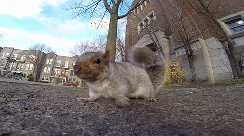 A_squirrel_nabbed_my_GoPro.jpg