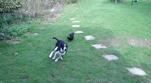 Duck_chasing_dog.jpg