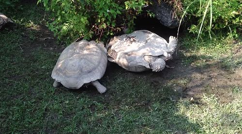 Kind_tortoise_helps_its_overturned_friend.jpg