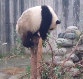 Panda_Mummy_to_the_Rescue.jpg