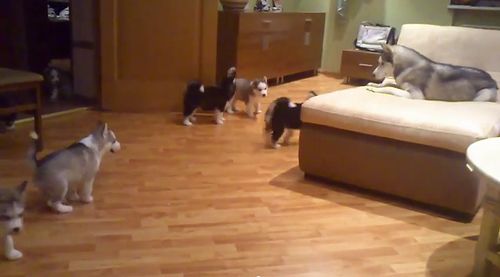 Husky_playing_with_its_children.jpg