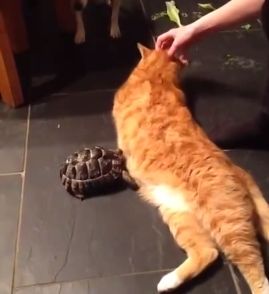 Tortoise_really_doesnt_like_Fred_the_cat.jpg