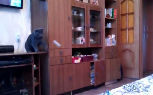 ping_pong_cat.jpg
