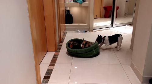 French_Bulldog_Puppy_Gets_His_Bed_Back.jpg