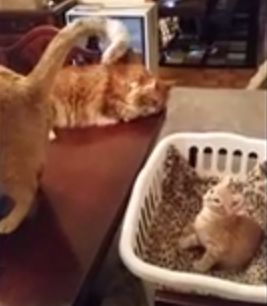 Cute_kitten_becomes_dizzy.jpg
