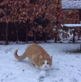 Cat_catches_snowball_in_slomo.jpg