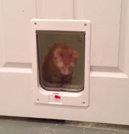 cat_doesnt_know_how_to_use_cat_door.jpg