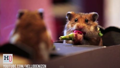 Tiny_Hamsters_Tiny_Date.jpg