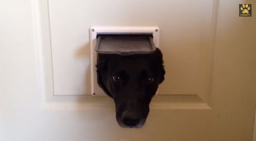 Dogs_Take_Turns_Popping.jpg
