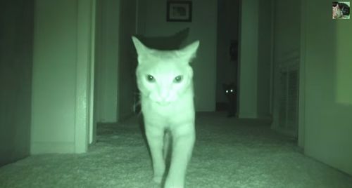 What_Cats_Do_At_Night.jpg
