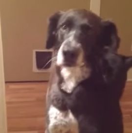 cat_misses_dog.jpg