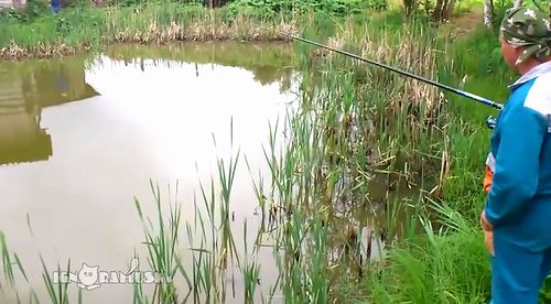 Ambush_fishing.jpg