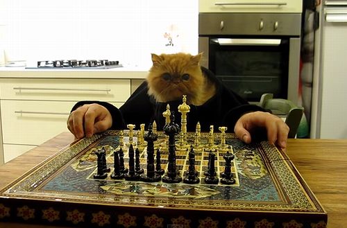 cat_playing_chess.jpg