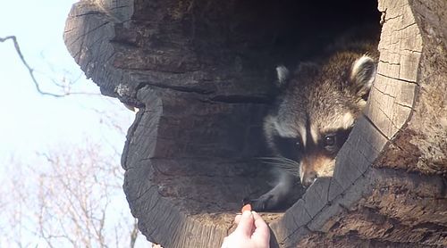 cute_raccoon_slowly_stretches_out.jpg