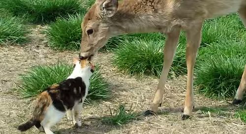 Cat_and_Whitetail_Deer.jpg