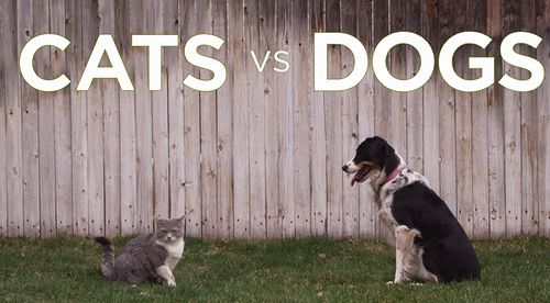 cats_vs_dogs.jpg