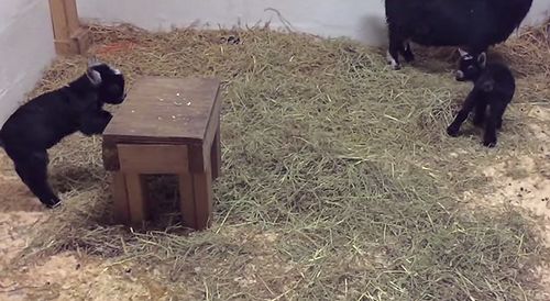 Baby_African_Pygmy_Goat.jpg