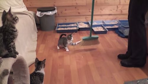 broom_and_kitten.jpg