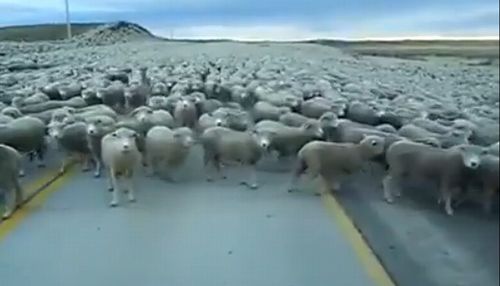 Thousands_Of_Sheep_Block_Road_in_Chile.jpg