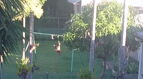 The_old_jump_and_swing.jpg