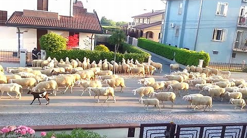 Several_sheep.png
