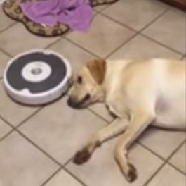 Roomba_vacuum_cleans_the_floor_around_lazy_dog.png