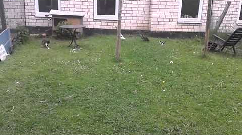 kitten_ducks.png