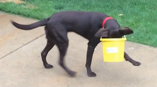 Dogs_Stuck_In_Stuff.png