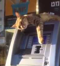 Cat_on_ATM.png