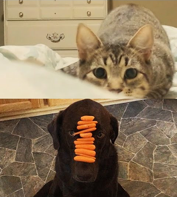 Why_Cats_Are_Better_Than_Dogs.png