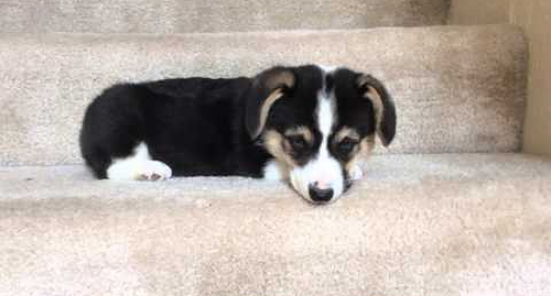 Corgi_puppy_going_down_stairs.png