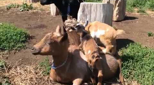Goat_mama.png