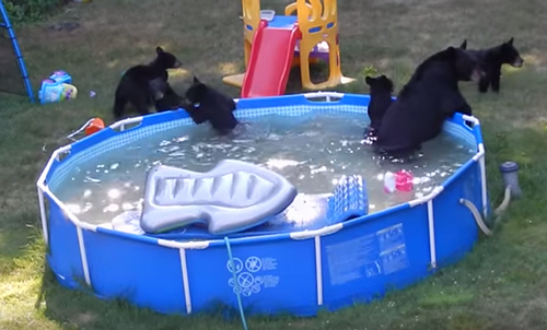Bears_take_over_Rockaway_Township_pool.png