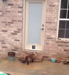 Epic_Cat_Door_Fail.png